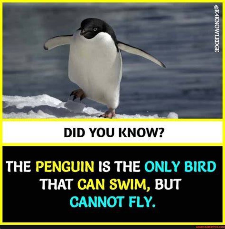 Is a Penguin the only bird that Cannot fly