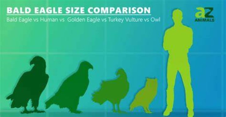Is a turkey bigger than an eagle