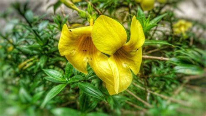Is Allamanda poisonous to dogs