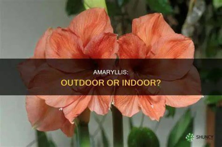 Is Amaryllis a indoor or outdoor plant