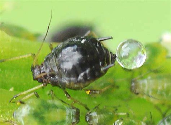 Is aphid honeydew edible