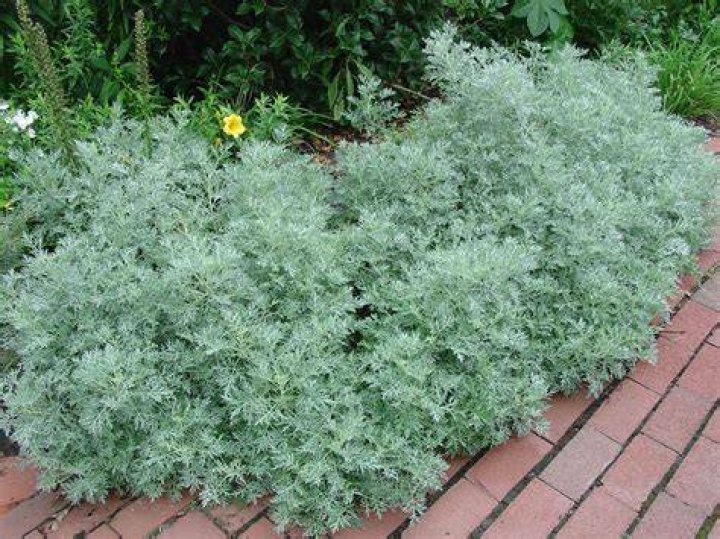 Is Artemisia Powis Castle Evergreen