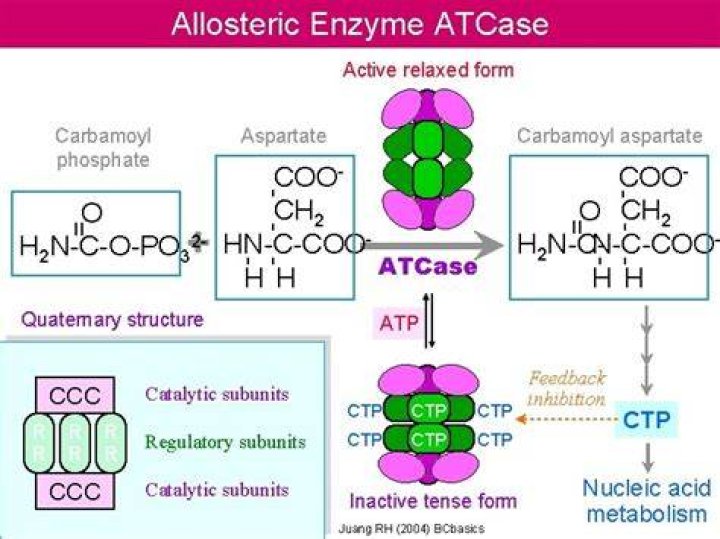 Is ATCase an allosteric enzyme