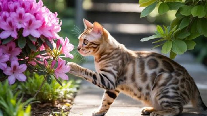 Is Azalea safe for cats
