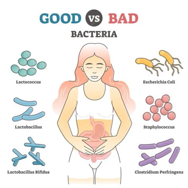 Is Bacteroides good or bad