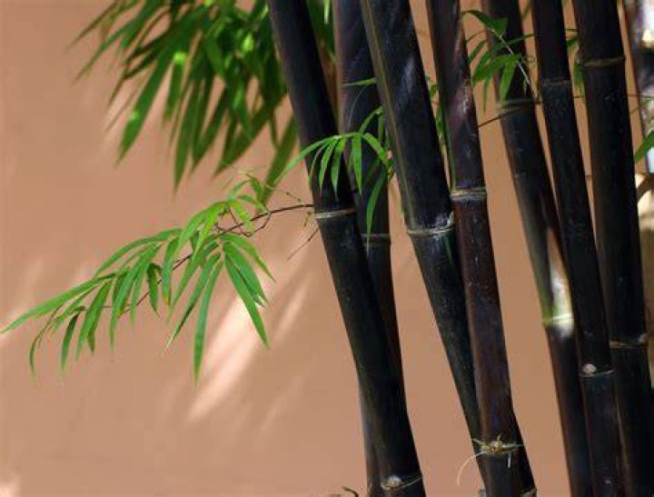 Is Black Bamboo real