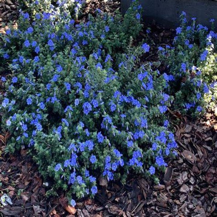 Is Blue Daze Evolvulus a perennial
