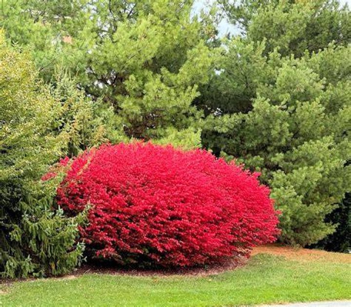 Is Burning Bush Evergreen