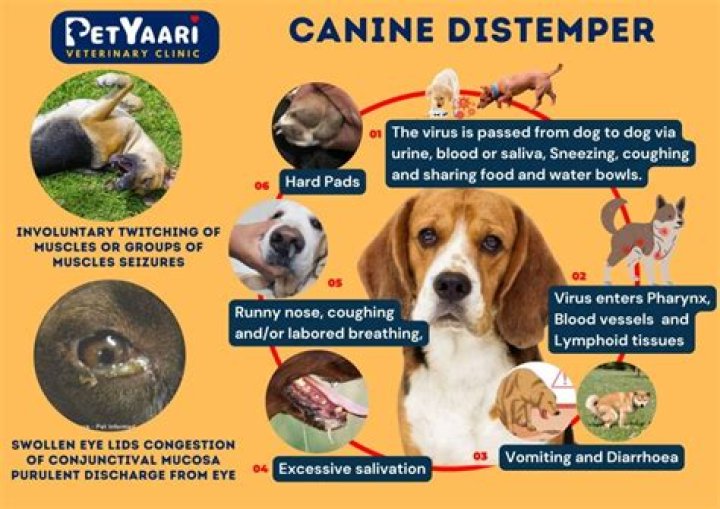 Is canine distemper harmful to humans