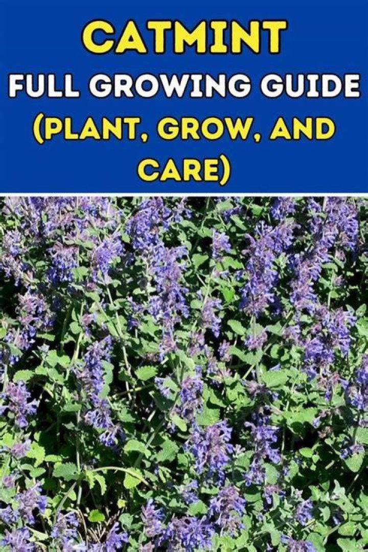 Is catmint easy to grow