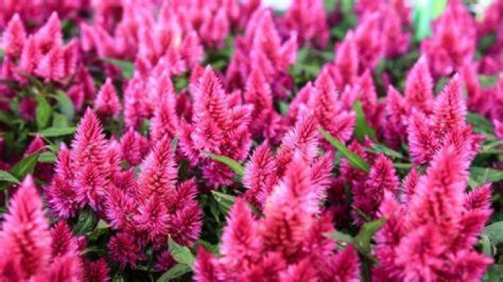 Is celosia an annual or perennial