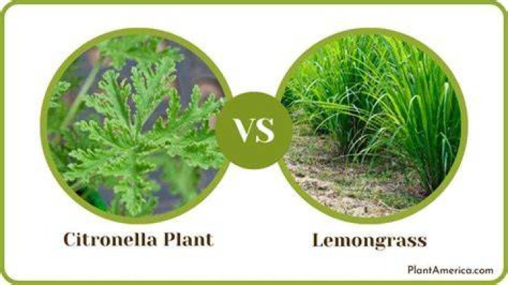 Is citronella and lemon grass the same