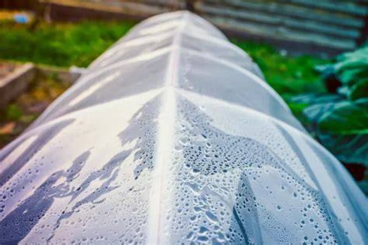 Is condensation in a greenhouse good