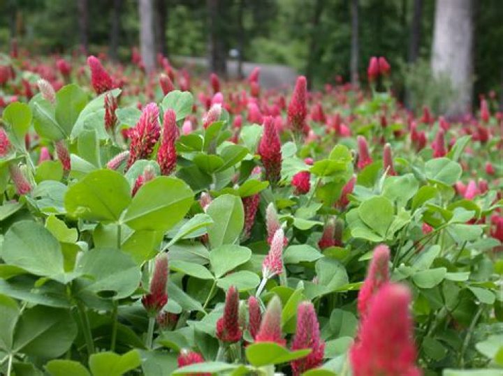 Is crimson clover annual or perennial