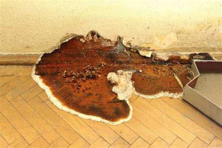 Is dry rot covered on house insurance