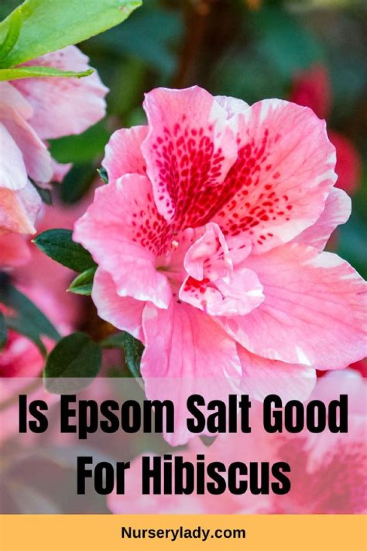 Is Epsom salt good for rhododendrons