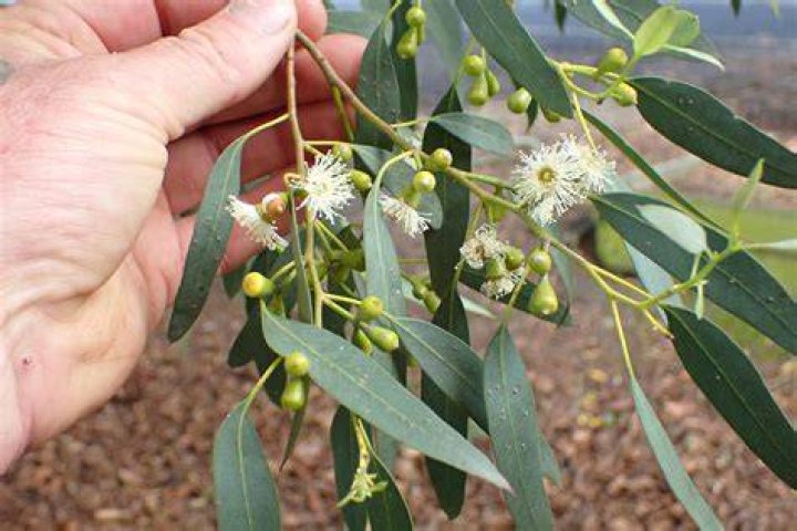 Is Eucalyptus poisonous to humans