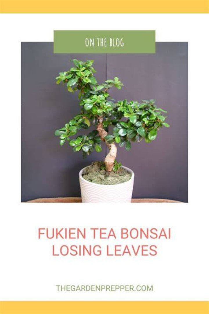 Is Fukien tea poisonous