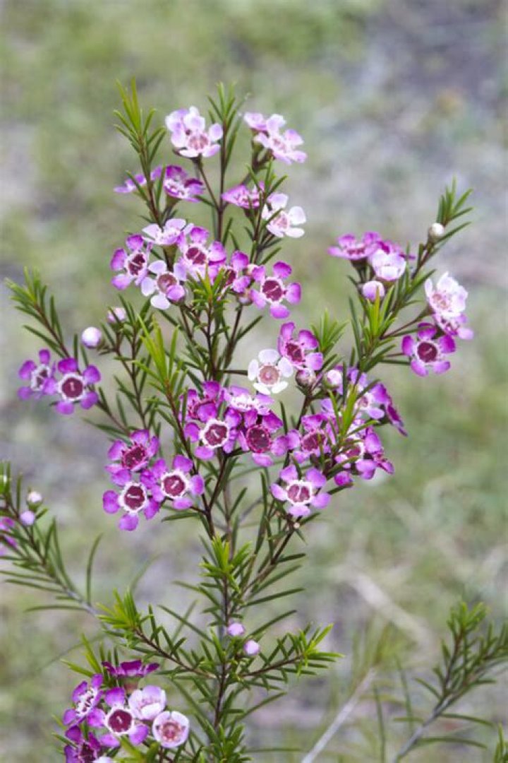 Is Geraldton wax poisonous
