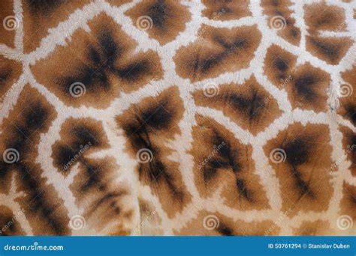 Is giraffe skin spotted