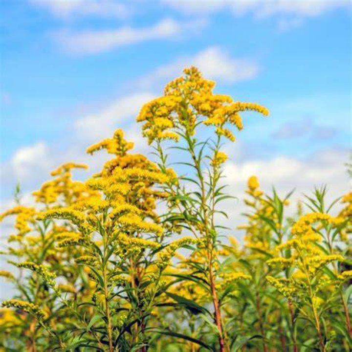 Is goldenrod native to Pennsylvania