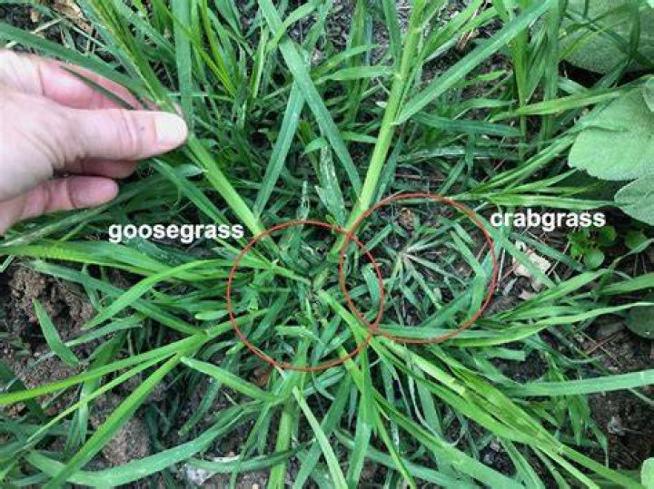 Is Goosegrass the same as crabgrass