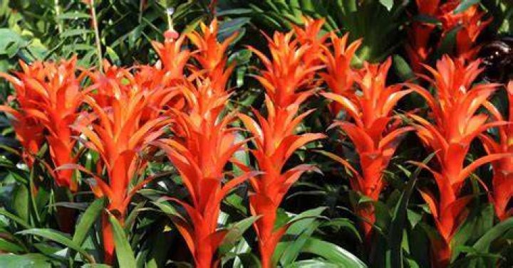 Is Guzmania poisonous to dogs