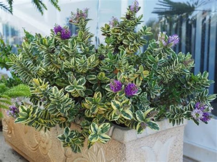 Is Hebe suitable for pots