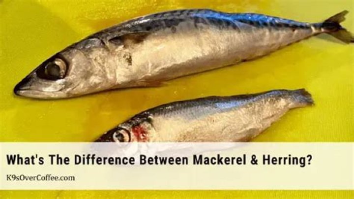 Is Herring the same as mackerel