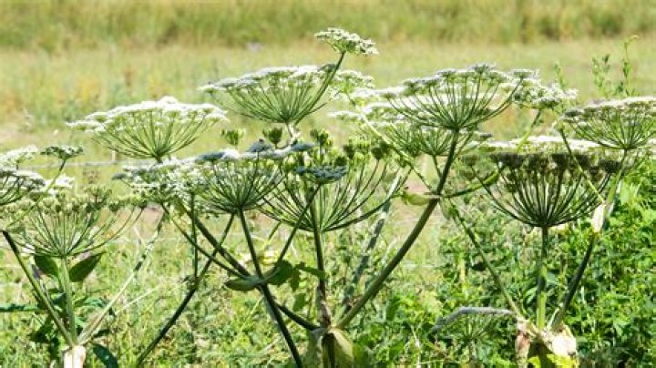 Is hogweed dangerous