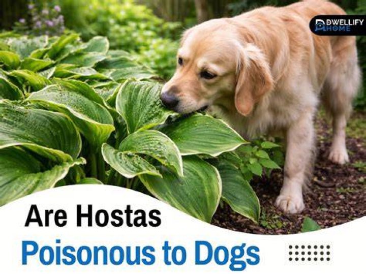 Is Hosta poisonous to dogs