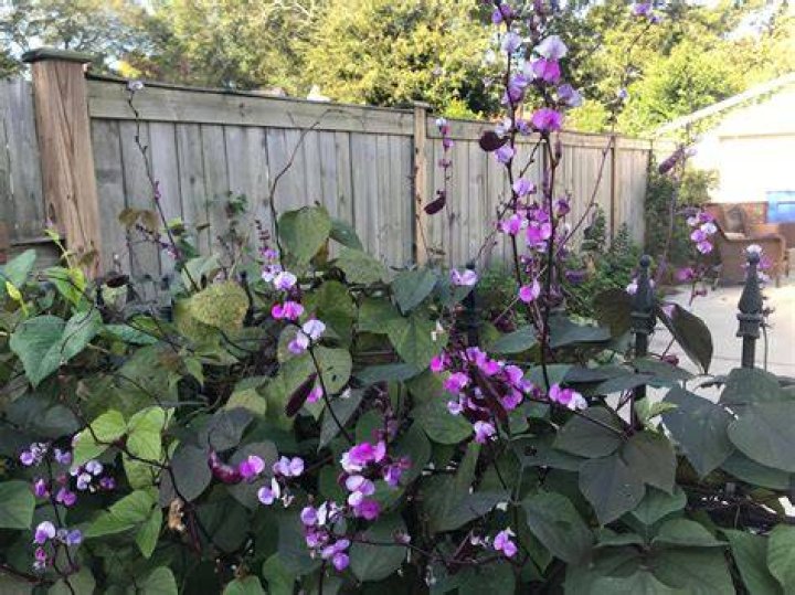 Is hyacinth bean vine invasive