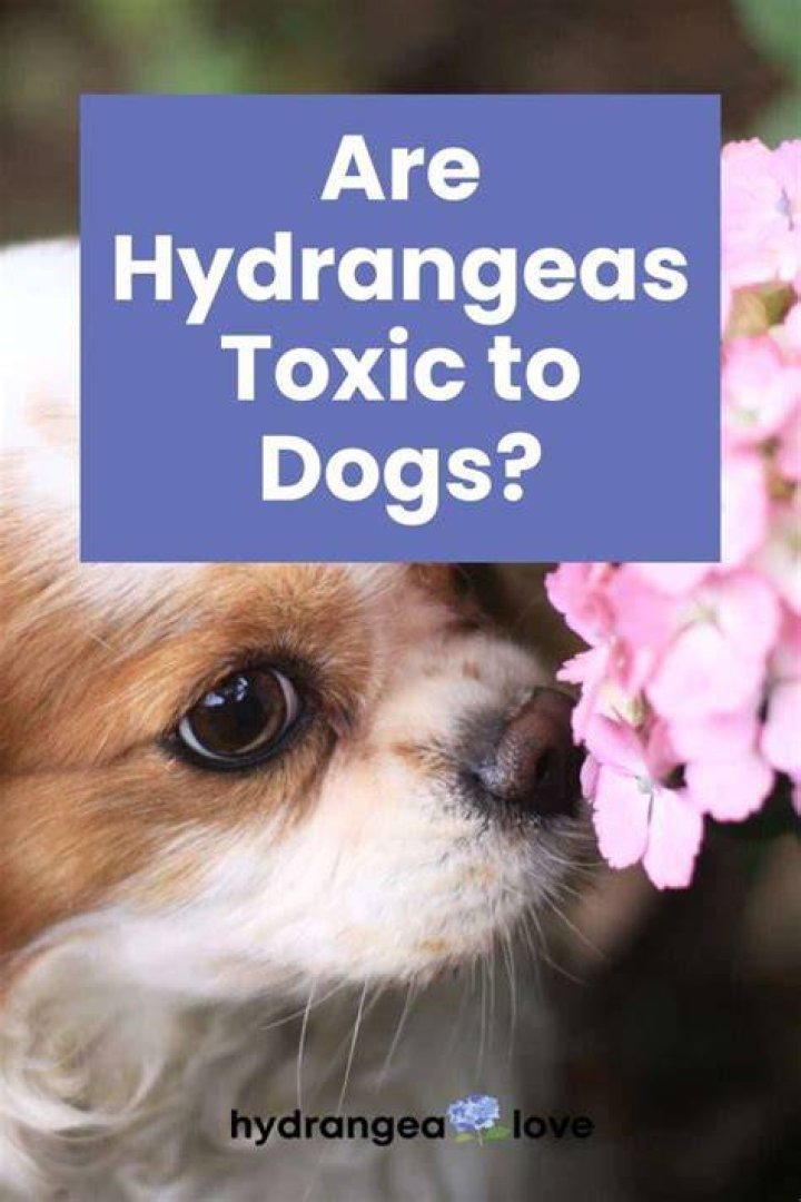 Is Hydrangea safe for dogs