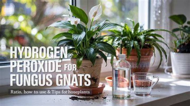 Is hydrogen peroxide safe for houseplants