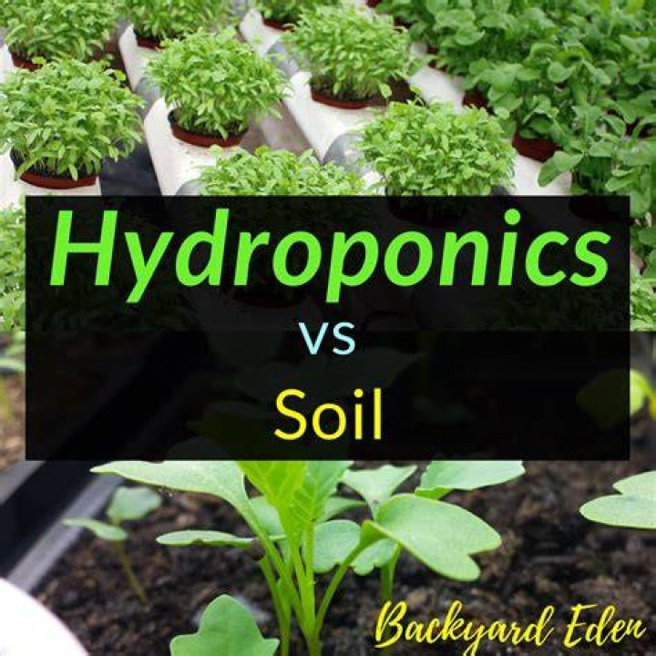 Is hydroponics or soil better