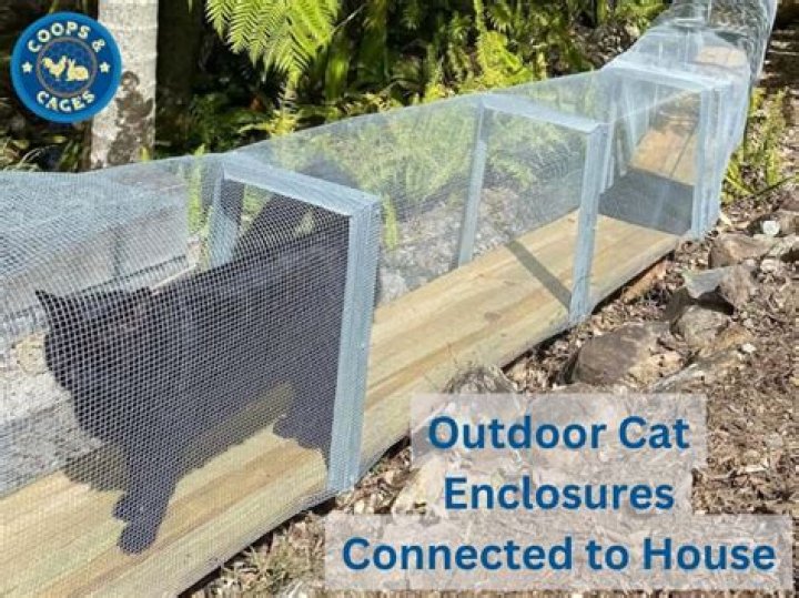 Is it bad to have an outdoor cat