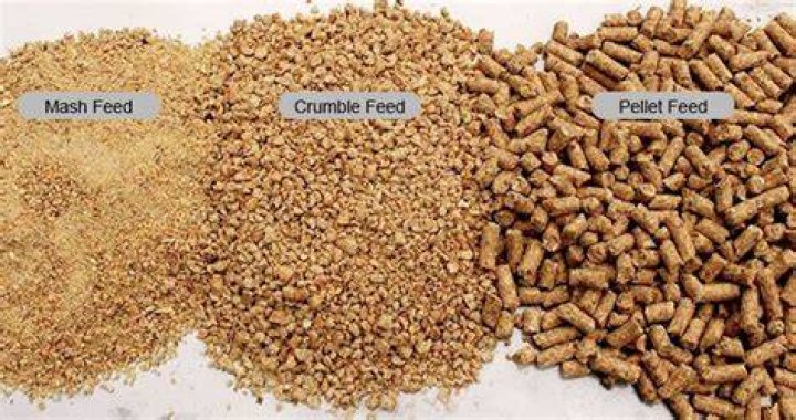 Is it better to feed chickens pellets or crumbles