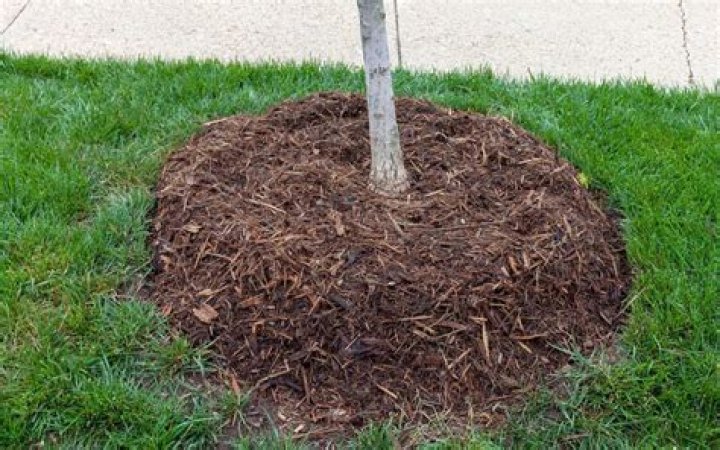 Is it good to put mulch around trees