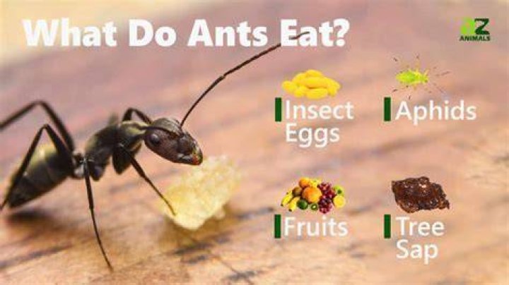 Is it safe to eat ant infested food