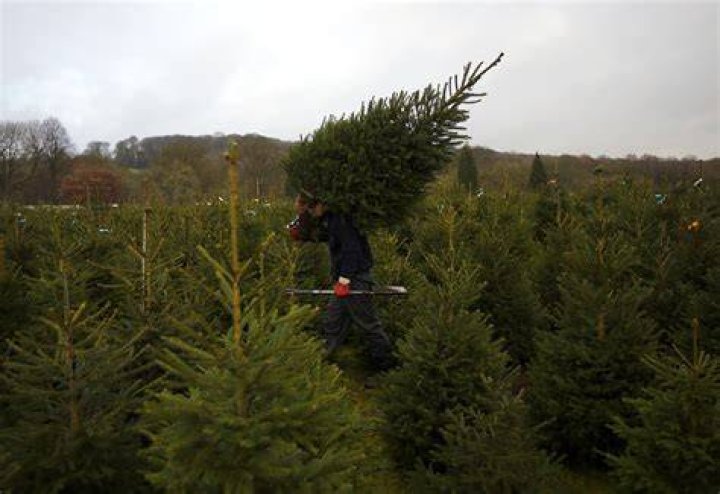 Is it too early to buy a real Christmas tree