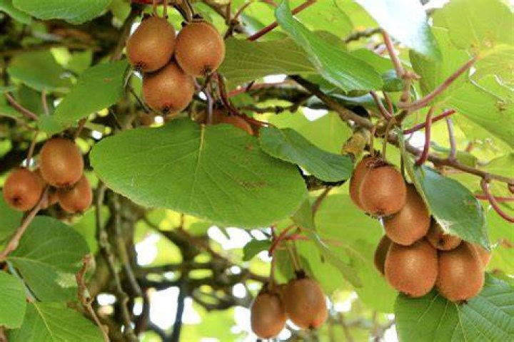 Is Kiwi an evergreen