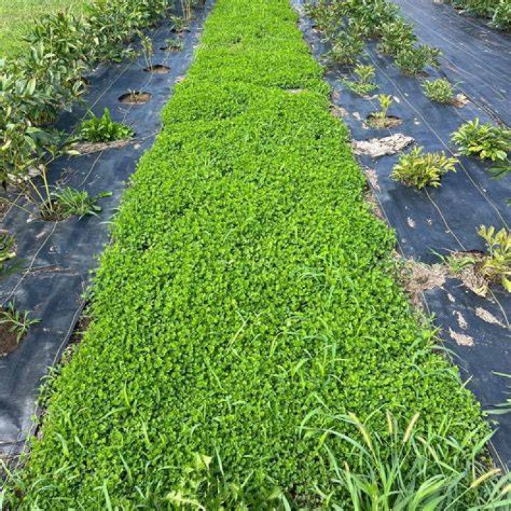 Is micro clover a perennial