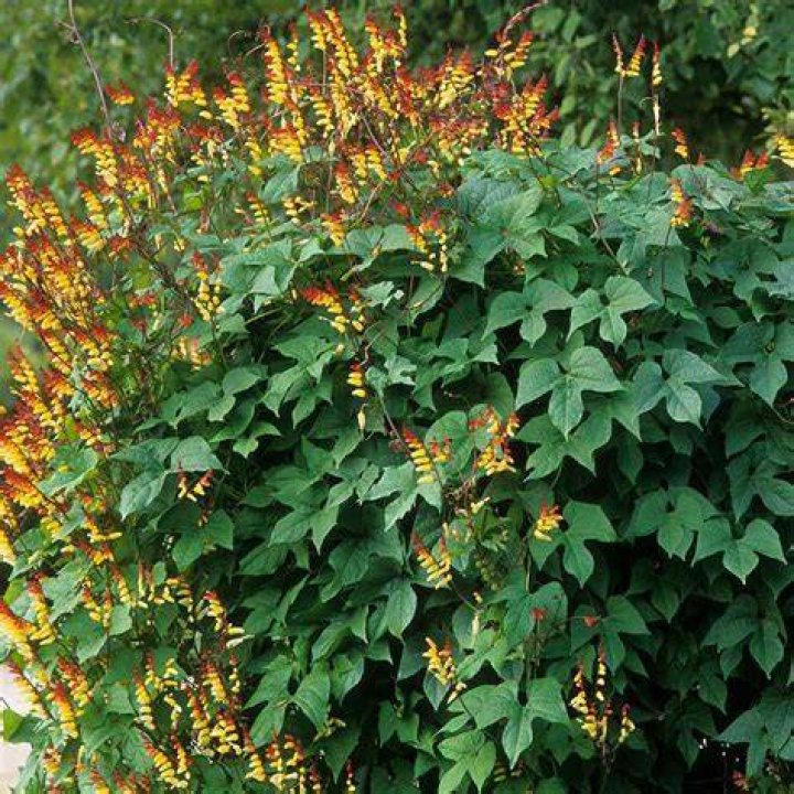 Is Mina lobata a perennial