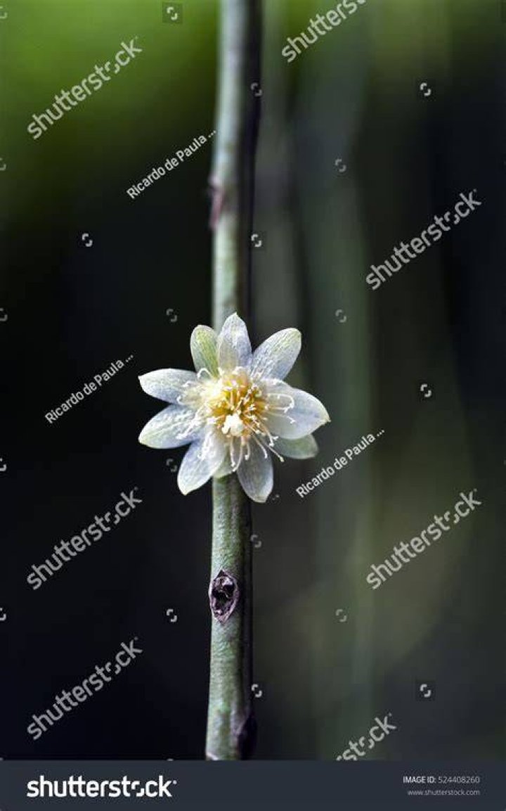 Is Mistletoe an epiphyte