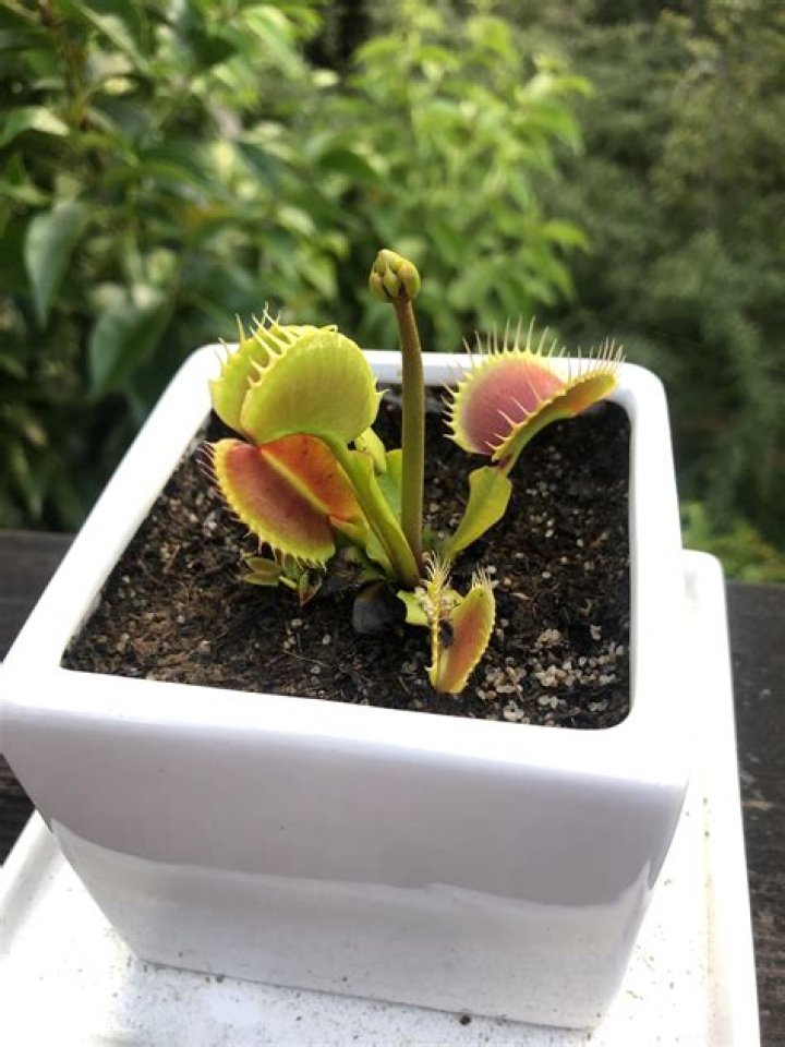 Is my Venus Fly Trap growing a flower