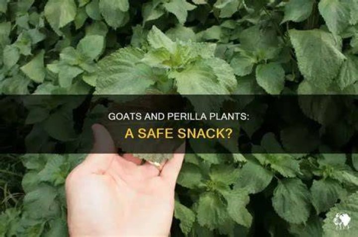 Is Perilla mint poisonous to goats