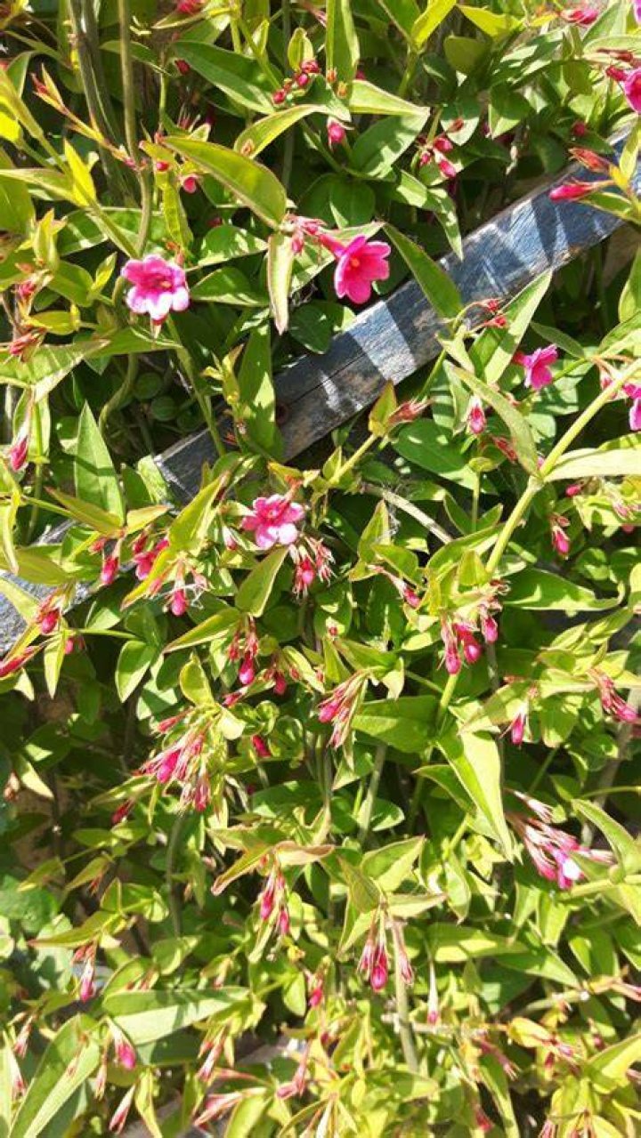 Is Pink Jasmine Hardy