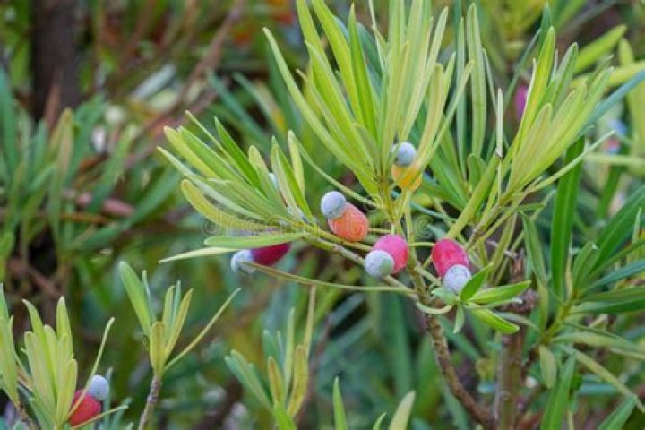 Is Podocarpus fruit edible