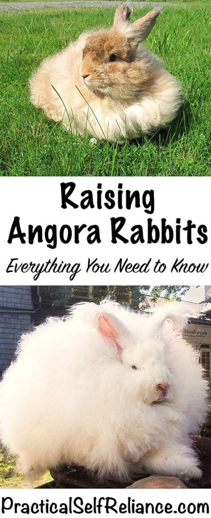 Is raising angora rabbits profitable