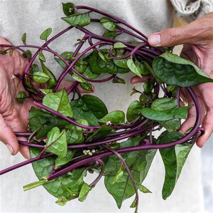 Is Red Malabar spinach edible